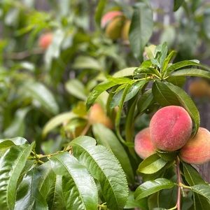 Meet your Posher, Leen